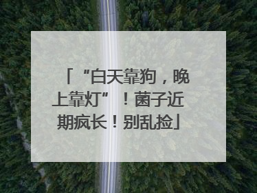 “白天靠狗，晚上靠灯”！菌子近期疯长！别乱捡