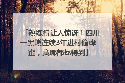 熟练得让人惊讶！四川一黑熊连续3年进村偷蜂蜜，藏哪都找得到