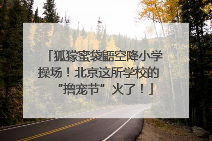 狐獴蜜袋鼯空降小学操场！北京这所学校的“撸宠节”火了！