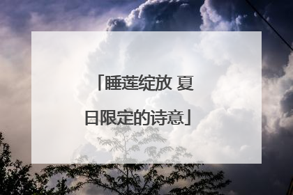 睡莲绽放 夏日限定的诗意