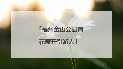 福州金山公园荷花盛开引游人