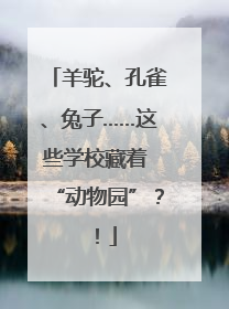羊驼、孔雀、兔子……这些学校藏着 “动物园”？！