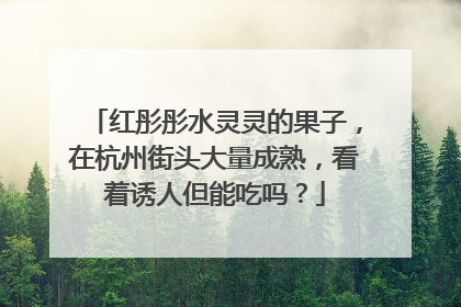 红彤彤水灵灵的果子，在杭州街头大量成熟，看着诱人但能吃吗？