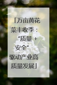 万亩黄花菜丰收季：“质量 + 安全” 驱动产业高质量发展