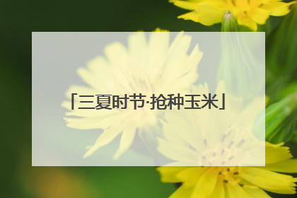 三夏时节·抢种玉米