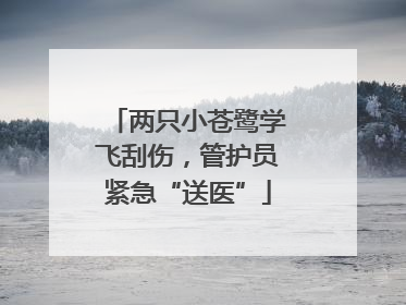 两只小苍鹭学飞刮伤，管护员紧急“送医”