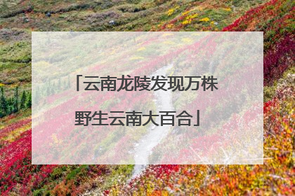 云南龙陵发现万株野生云南大百合