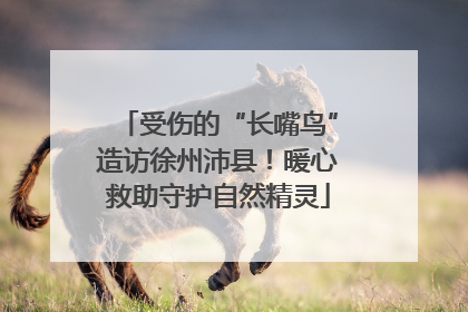 受伤的“长嘴鸟”造访徐州沛县！暖心救助守护自然精灵