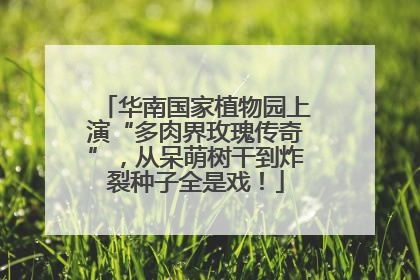 华南国家植物园上演“多肉界玫瑰传奇”，从呆萌树干到炸裂种子全是戏！