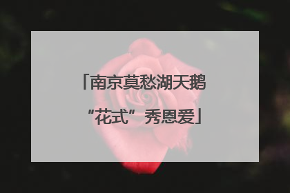 南京莫愁湖天鹅“花式”秀恩爱