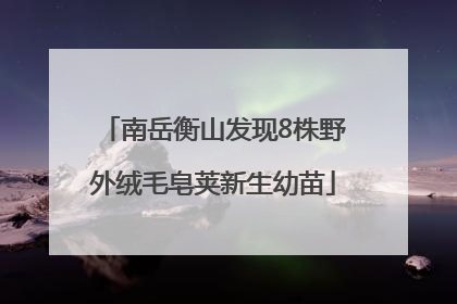 南岳衡山发现8株野外绒毛皂荚新生幼苗