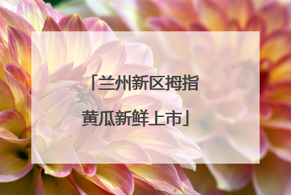兰州新区拇指黄瓜新鲜上市