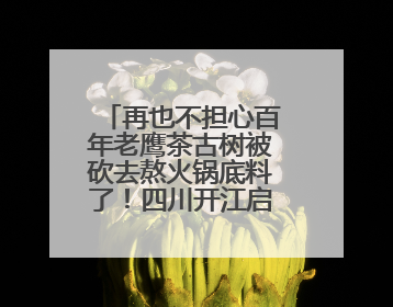 再也不担心百年老鹰茶古树被砍去熬火锅底料了！四川开江启动珍稀古茶树专项保护