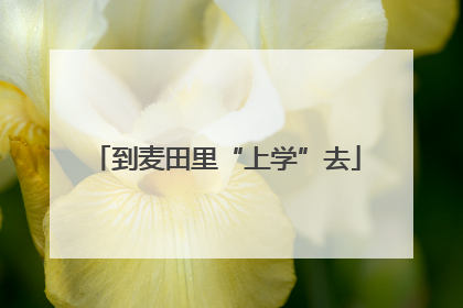到麦田里“上学”去