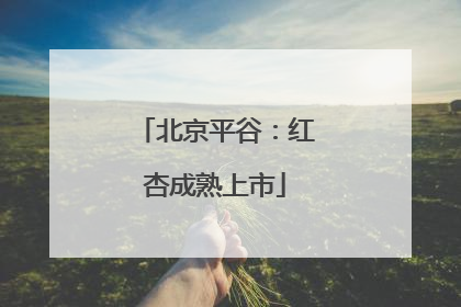 北京平谷：红杏成熟上市