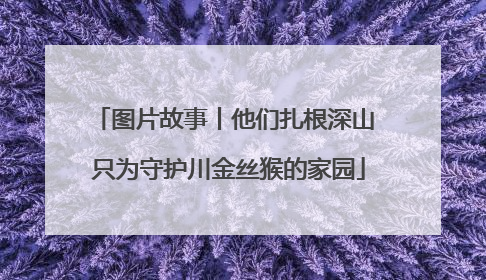 图片故事丨他们扎根深山 只为守护川金丝猴的家园