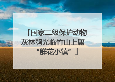 国家二级保护动物灰林鸮光临竹山上庸“鲜花小镇”
