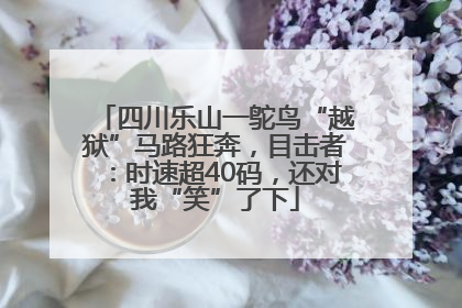 四川乐山一鸵鸟“越狱”马路狂奔，目击者：时速超40码，还对我“笑”了下