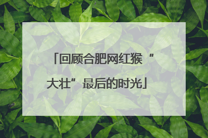 回顾合肥网红猴“大壮”最后的时光