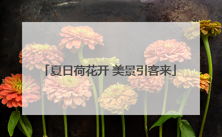 夏日荷花开 美景引客来
