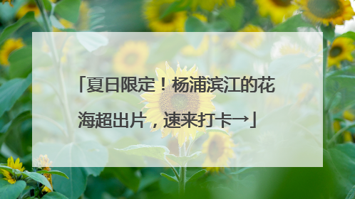 夏日限定！杨浦滨江的花海超出片，速来打卡→