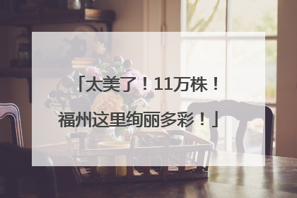 太美了！11万株！福州这里绚丽多彩！