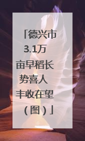德兴市3.1万亩早稻长势喜人 丰收在望（图）