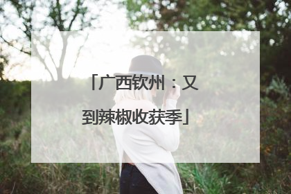 广西钦州：又到辣椒收获季