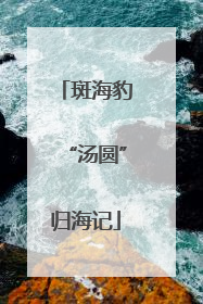 斑海豹“汤圆”归海记