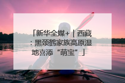 新华全媒+｜西藏：黑颈鹤家族高原湿地喜添“萌宝”