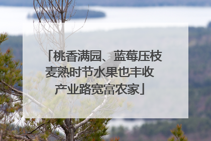 桃香满园、蓝莓压枝 麦熟时节水果也丰收 产业路宽富农家