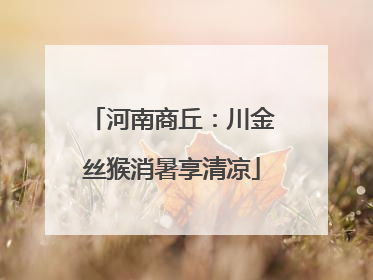 河南商丘：川金丝猴消暑享清凉