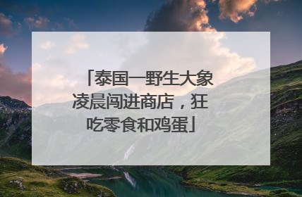 泰国一野生大象凌晨闯进商店，狂吃零食和鸡蛋