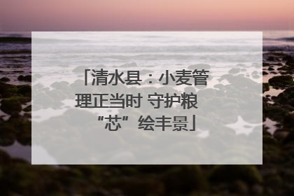 清水县：小麦管理正当时 守护粮“芯”绘丰景
