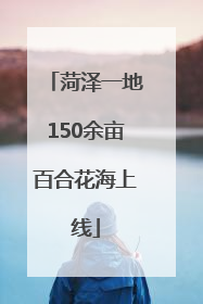 菏泽一地150余亩百合花海上线