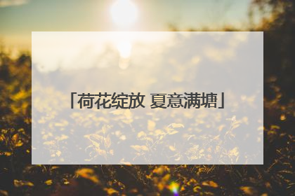 荷花绽放 夏意满塘