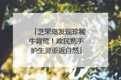 芝罘岛发现珍稀牛背鹭！政民携手护生灵重返自然