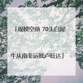 规模空前 70头白犀牛从南非运抵卢旺达