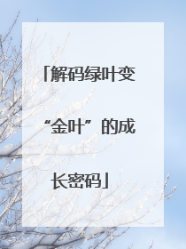 解码绿叶变“金叶”的成长密码