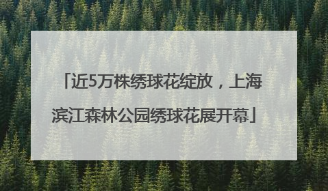 近5万株绣球花绽放，上海滨江森林公园绣球花展开幕