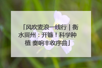 风吹麦浪一线行｜衡水冀州：开镰！科学种植 奏响丰收序曲