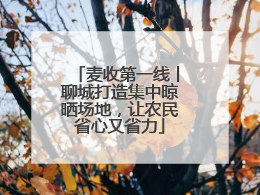 麦收第一线丨聊城打造集中晾晒场地，让农民省心又省力