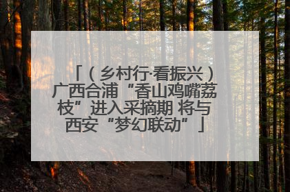 （乡村行·看振兴）广西合浦“香山鸡嘴荔枝”进入采摘期 将与西安“梦幻联动”