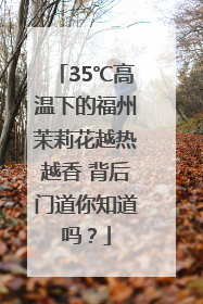35℃高温下的福州茉莉花越热越香 背后门道你知道吗？