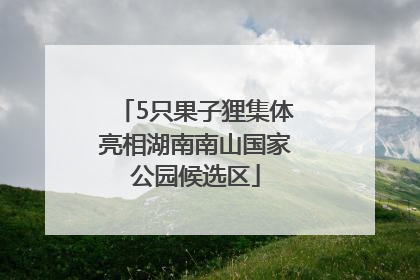 5只果子狸集体亮相湖南南山国家公园候选区
